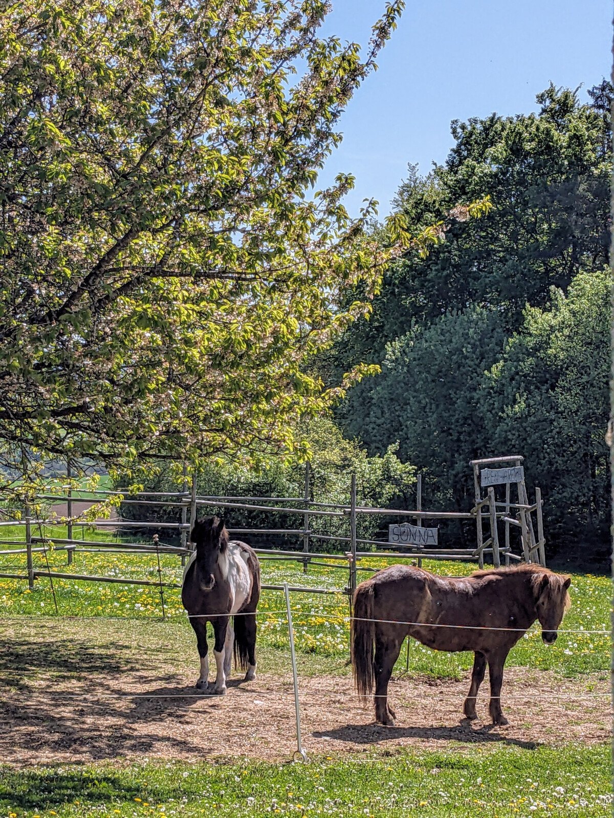 Unsere zwei Pferde