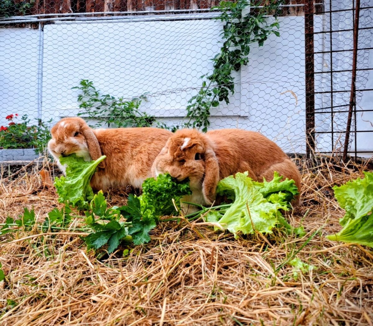 Unsere kleinen Hofbewoher