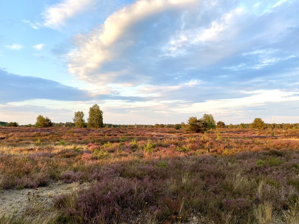 Heideblüte Sonnenuntergang.jpg