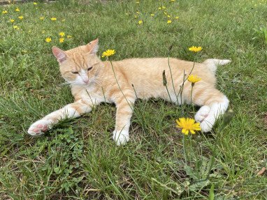 Hofkater Monty freut sich auf seine Gäste