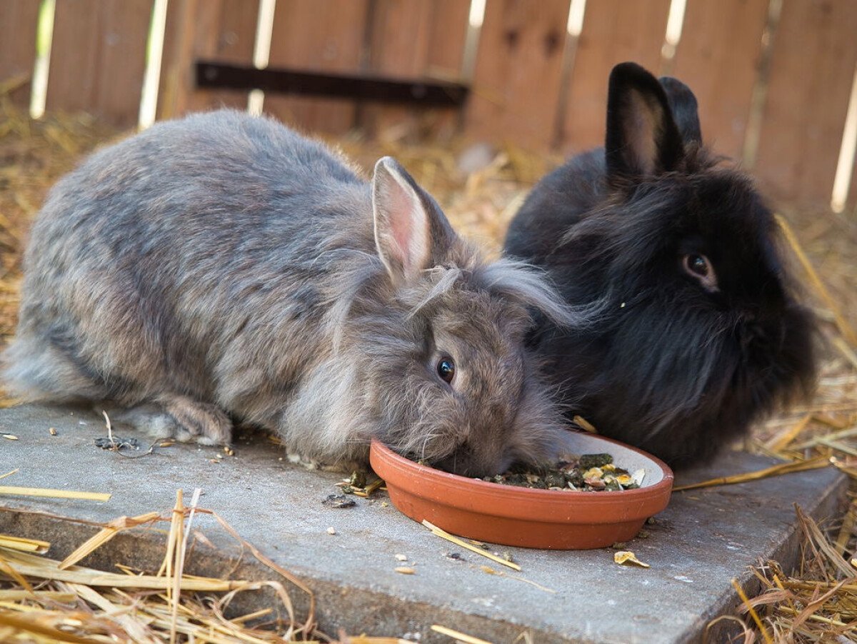 kaninchen_futter.jpeg