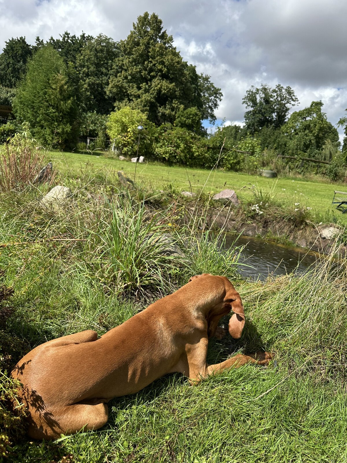 04_Hund%20Teich.jpeg