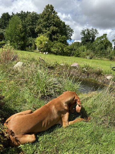 Hunde willkommen