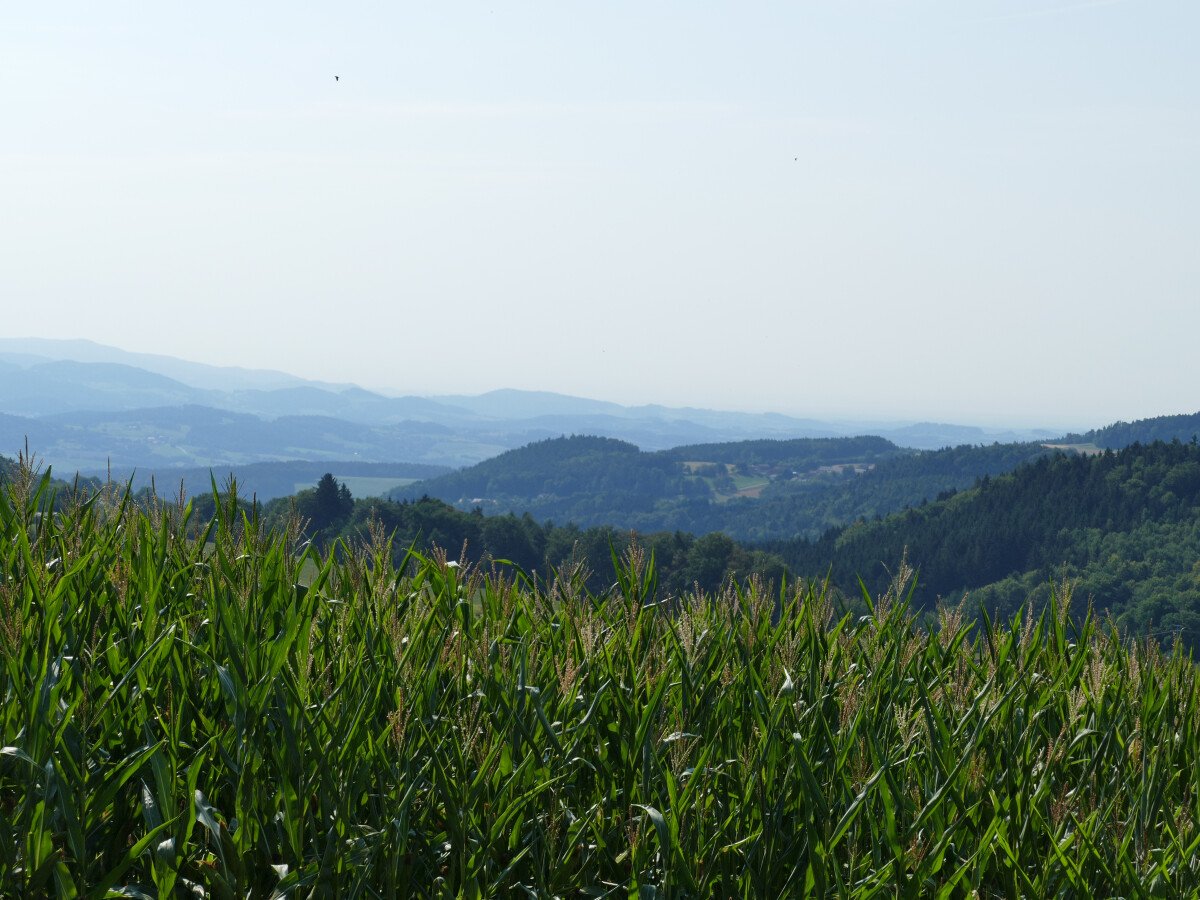 Sommer 2018 August Blick von Kammerlsperg Landschaft Maisfeld.JPG