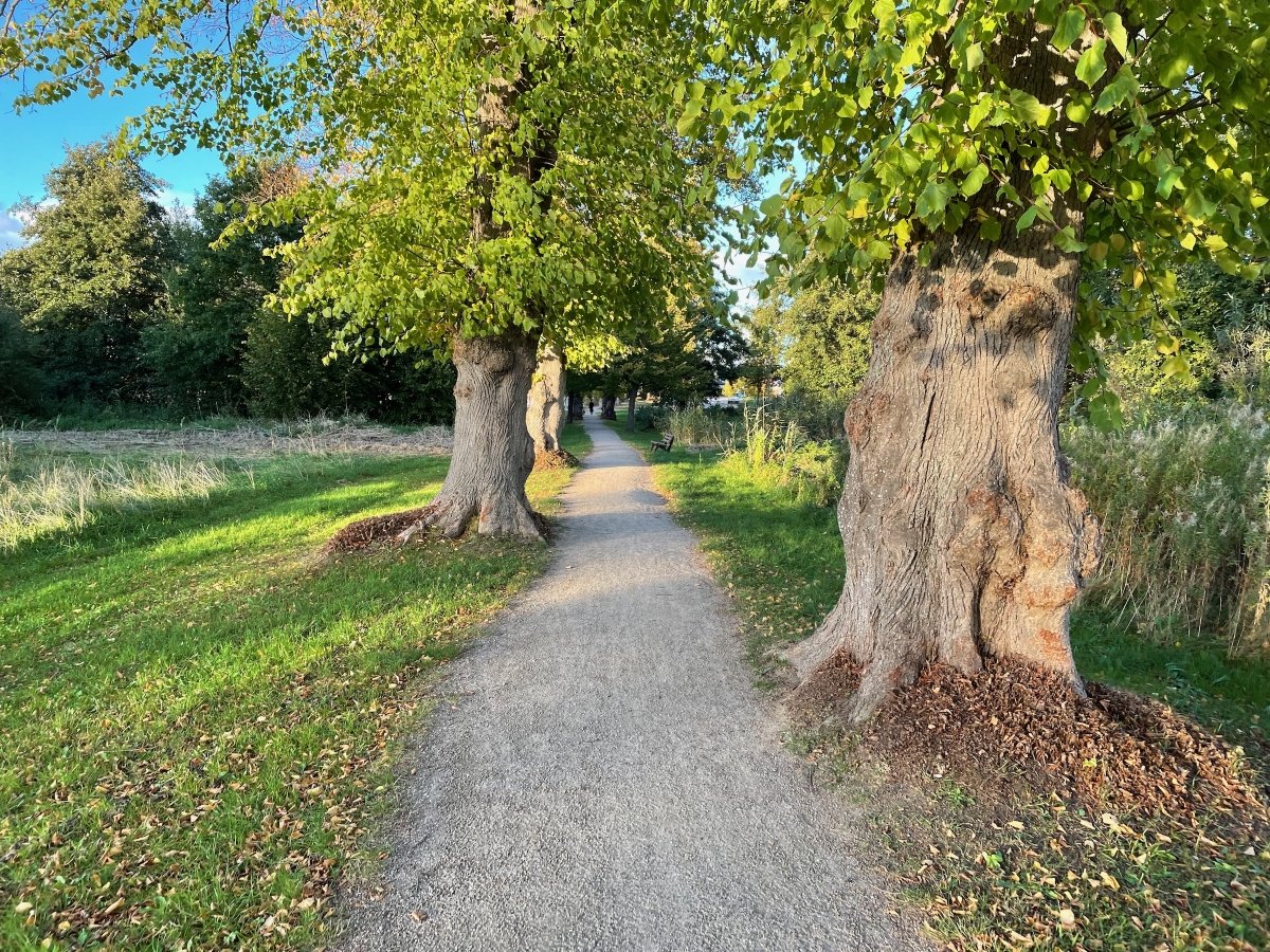 umgebung-lindenallee-02.jpeg