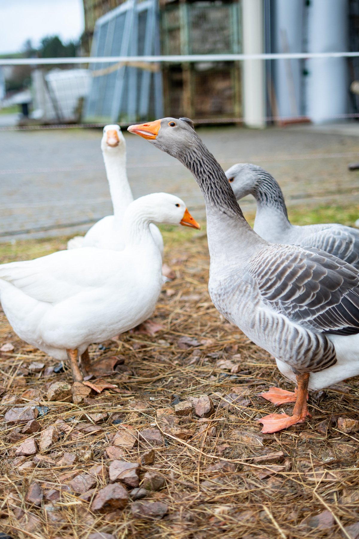 2025_12_Lettweiler_Alexander Wagner-05.jpg