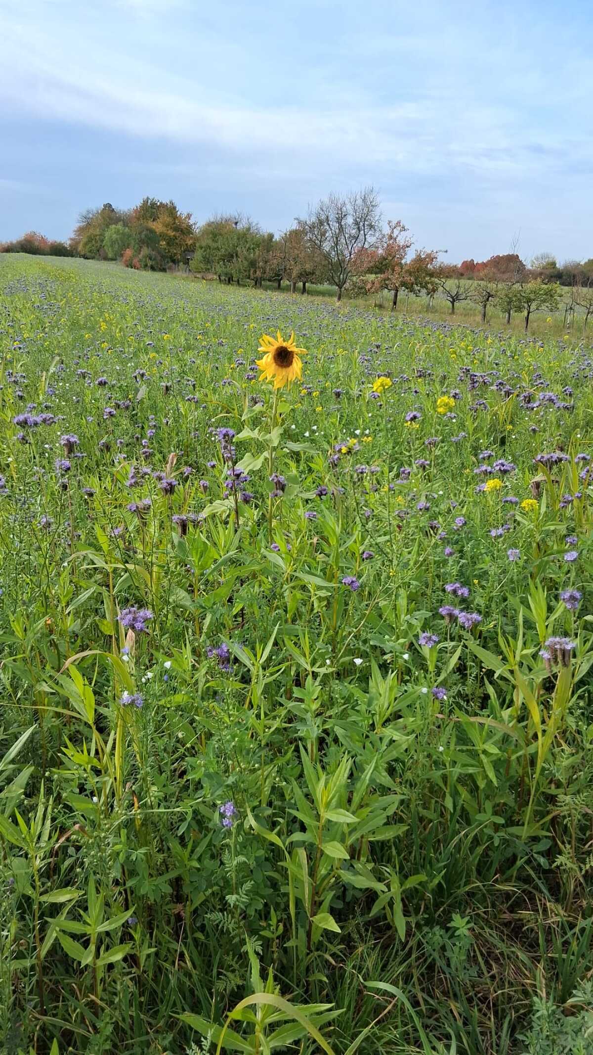 Wiese mit Sonnenblume.jpeg