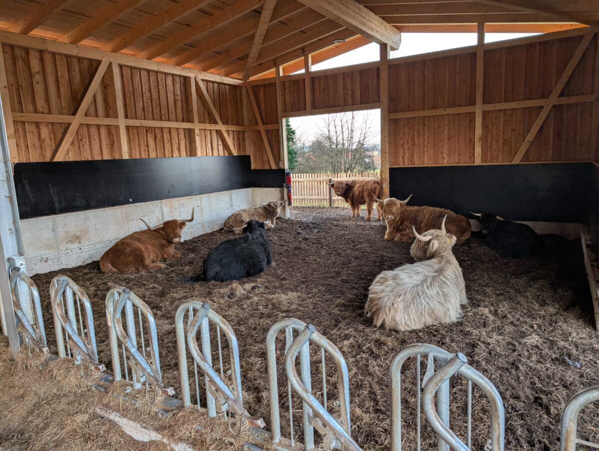 Schottische Hochlandrinder