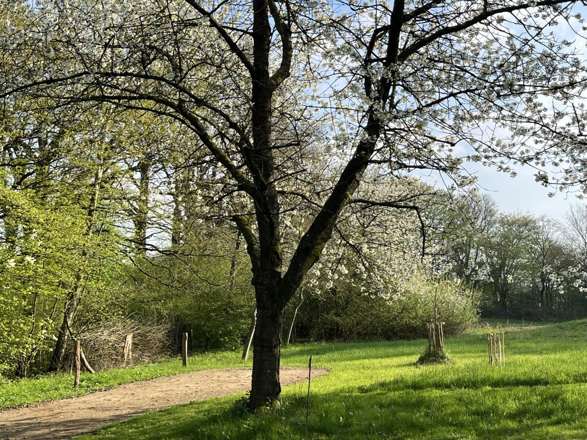 Obstwiese Frühjahr