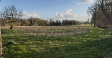 Blick auf Wiese wo hinter dem Bäumen Alpakas stehen 