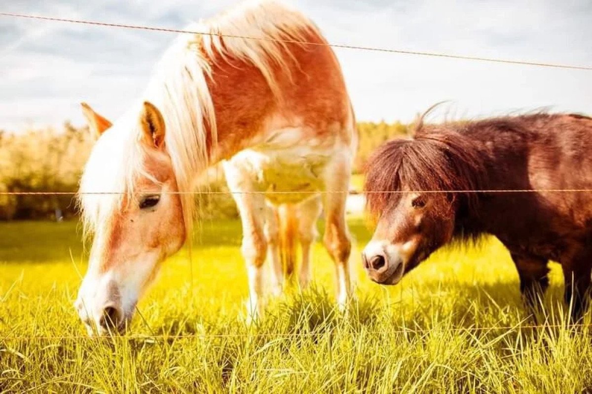 ZFQD1EEeOTnEdsbH8ft49IbRLZxnPt-metaOTA3OUY4NkQtODJCNC00RTk0LUJGN0EtNjM1NjdDNjA0OEU1LkpQRw-___media_library_original_810_540