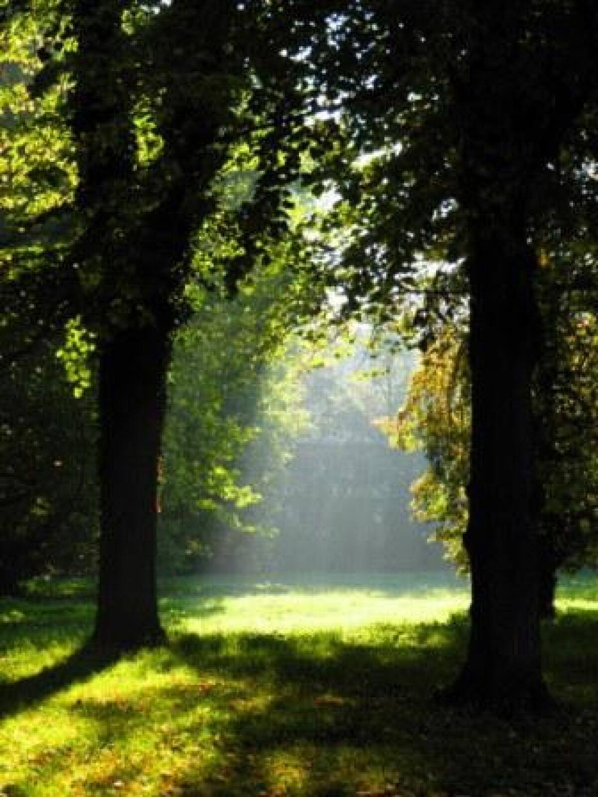 herbstliche-waldlichtung-in-der-morgensonne.JPG