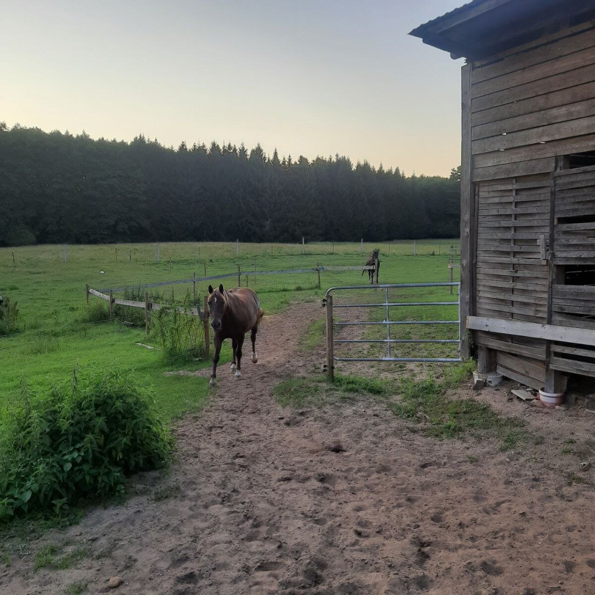 Pferde gegenüber.jpg