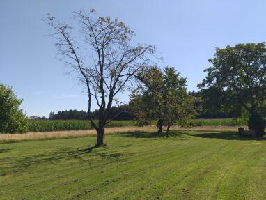 Obstgarten