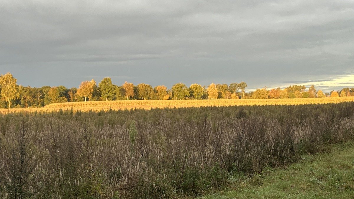 Bünte