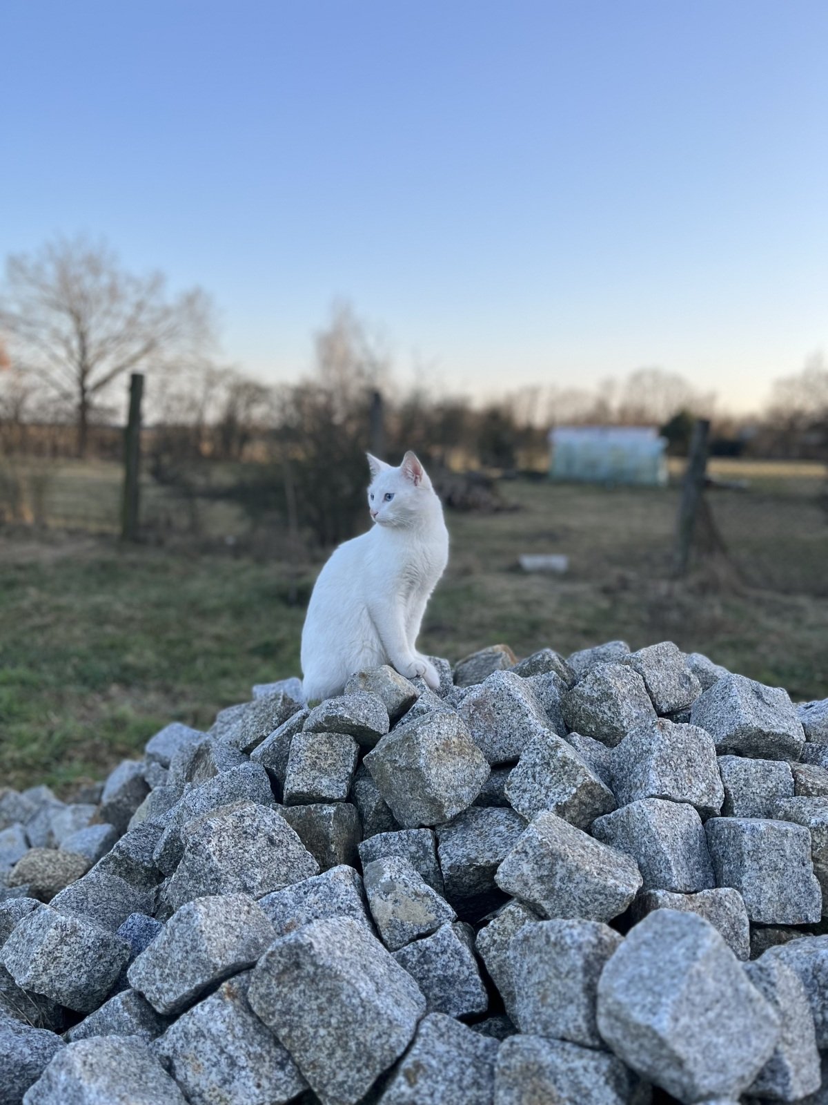 IMG_3931.jpeg