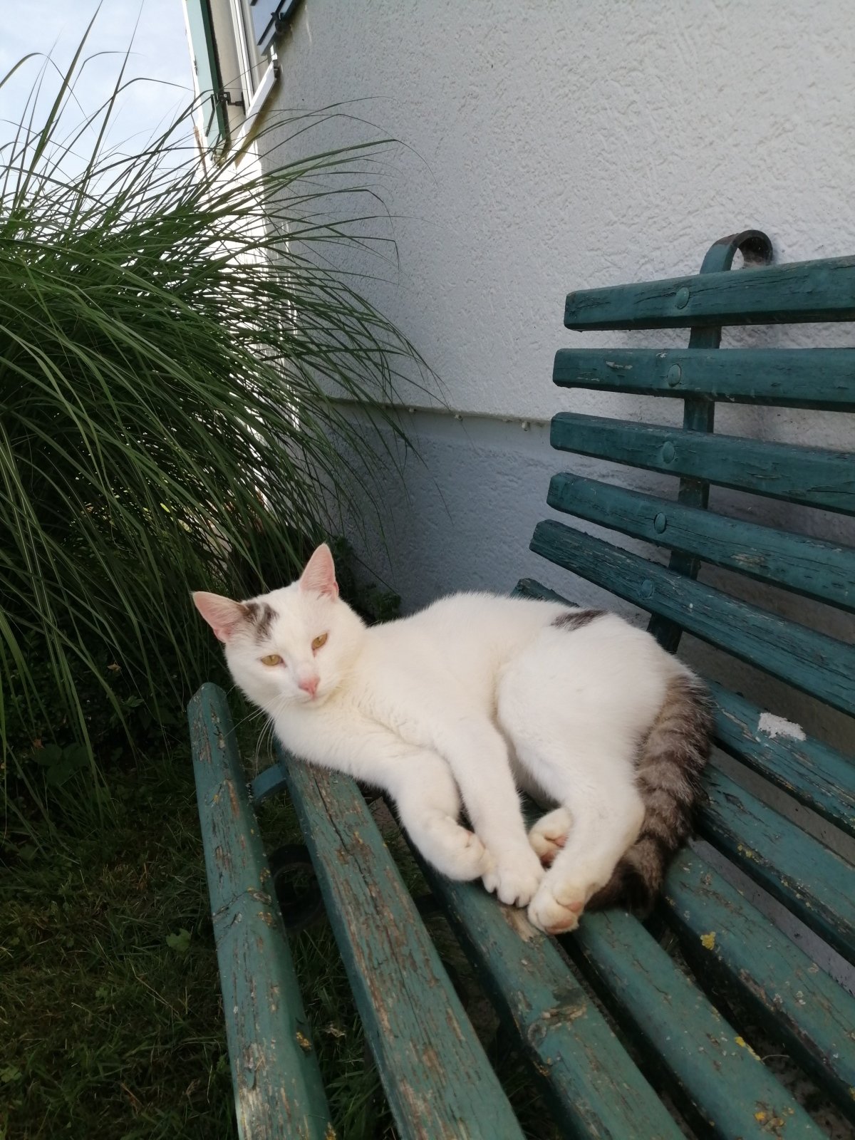 Unsere lieben Katzen