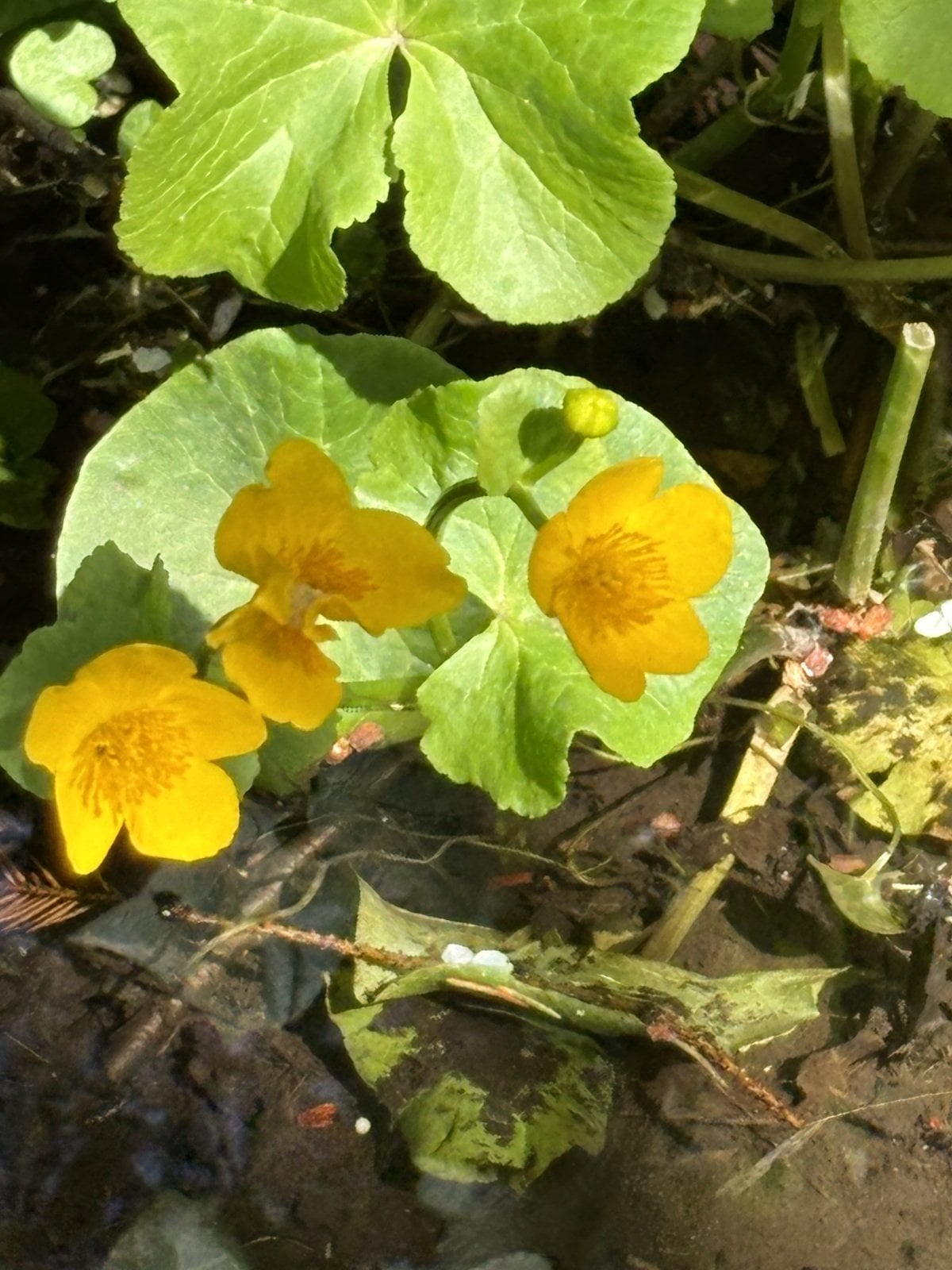 IMG_6331.jpeg
