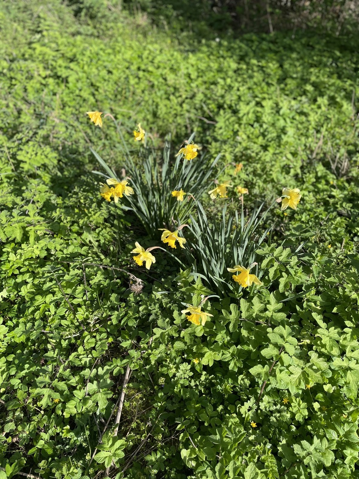 IMG_9565.jpeg