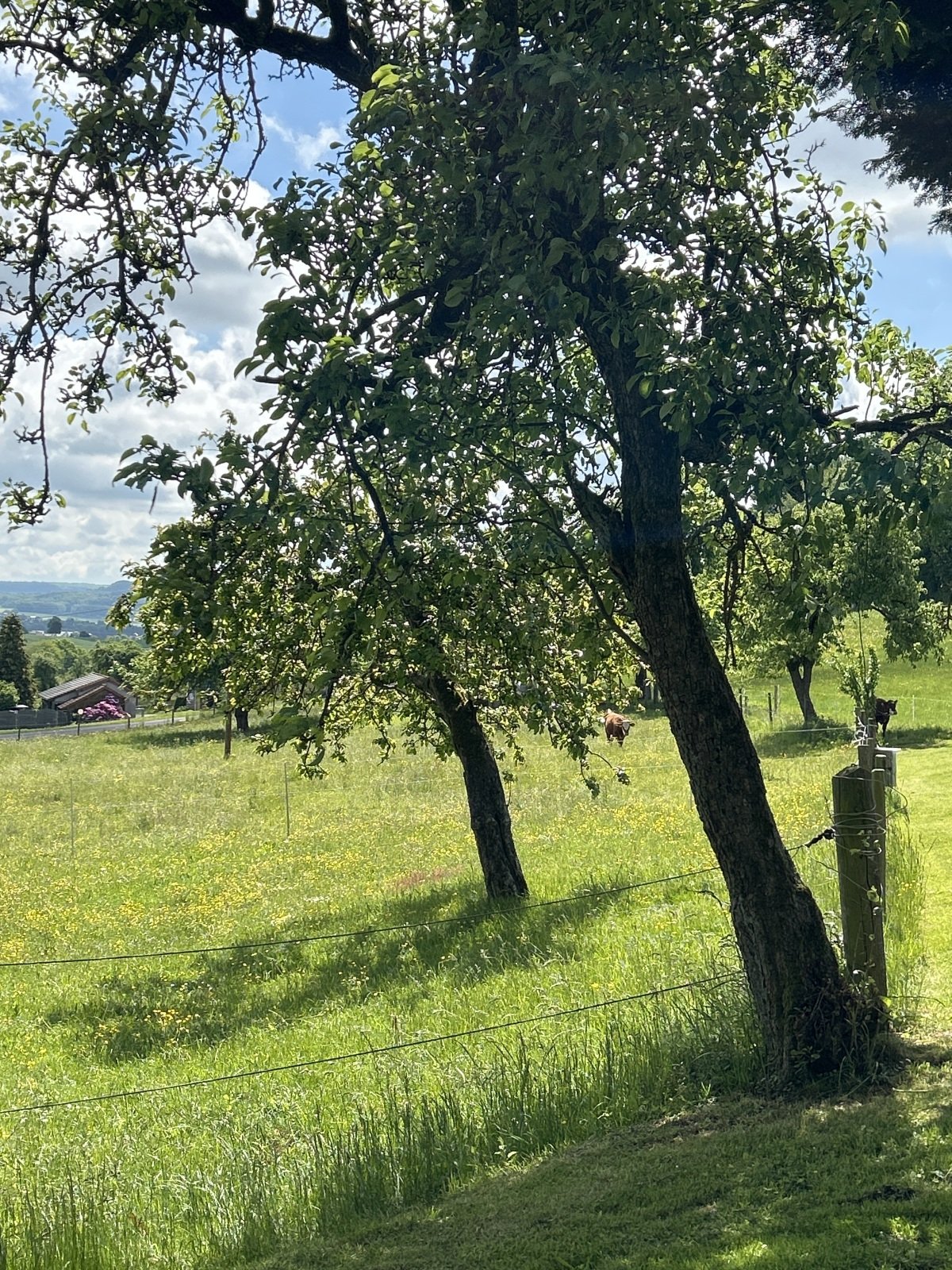 Obstbäume+Weide.jpg