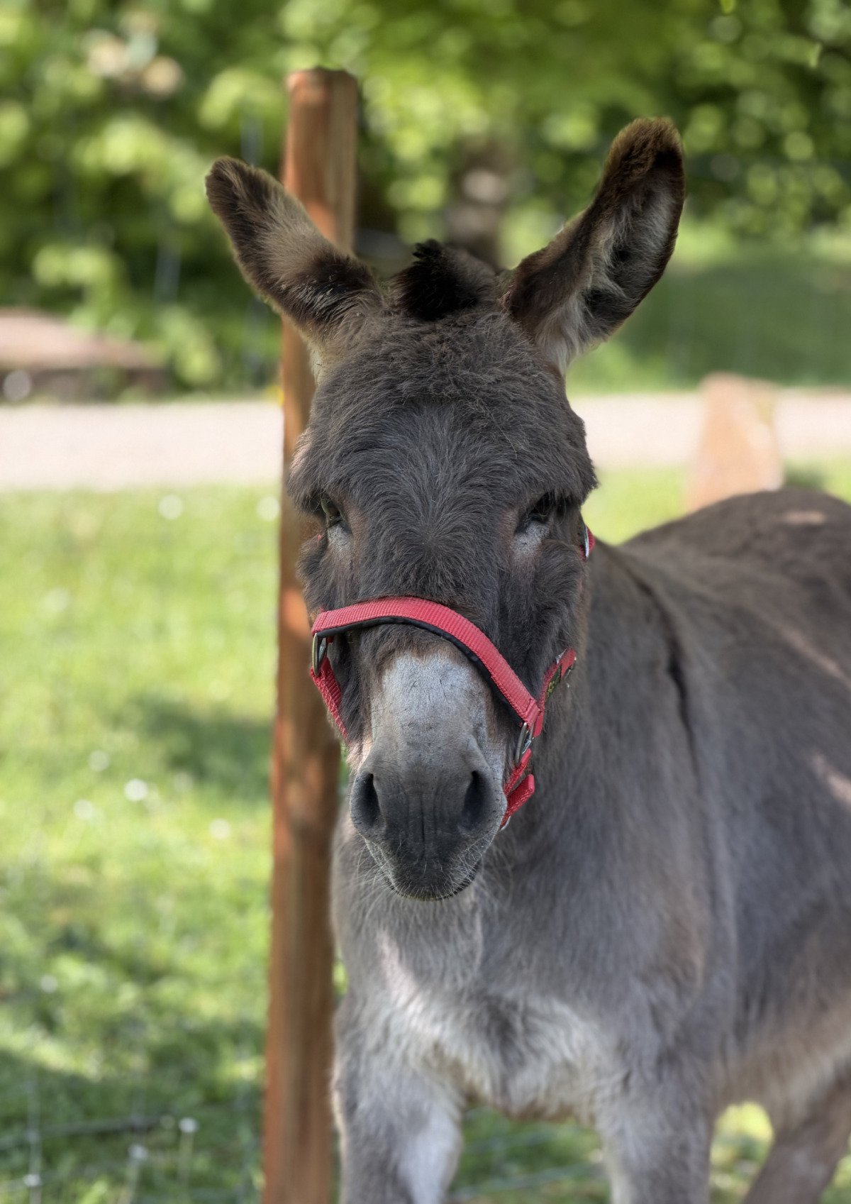 Unser Esel Felix