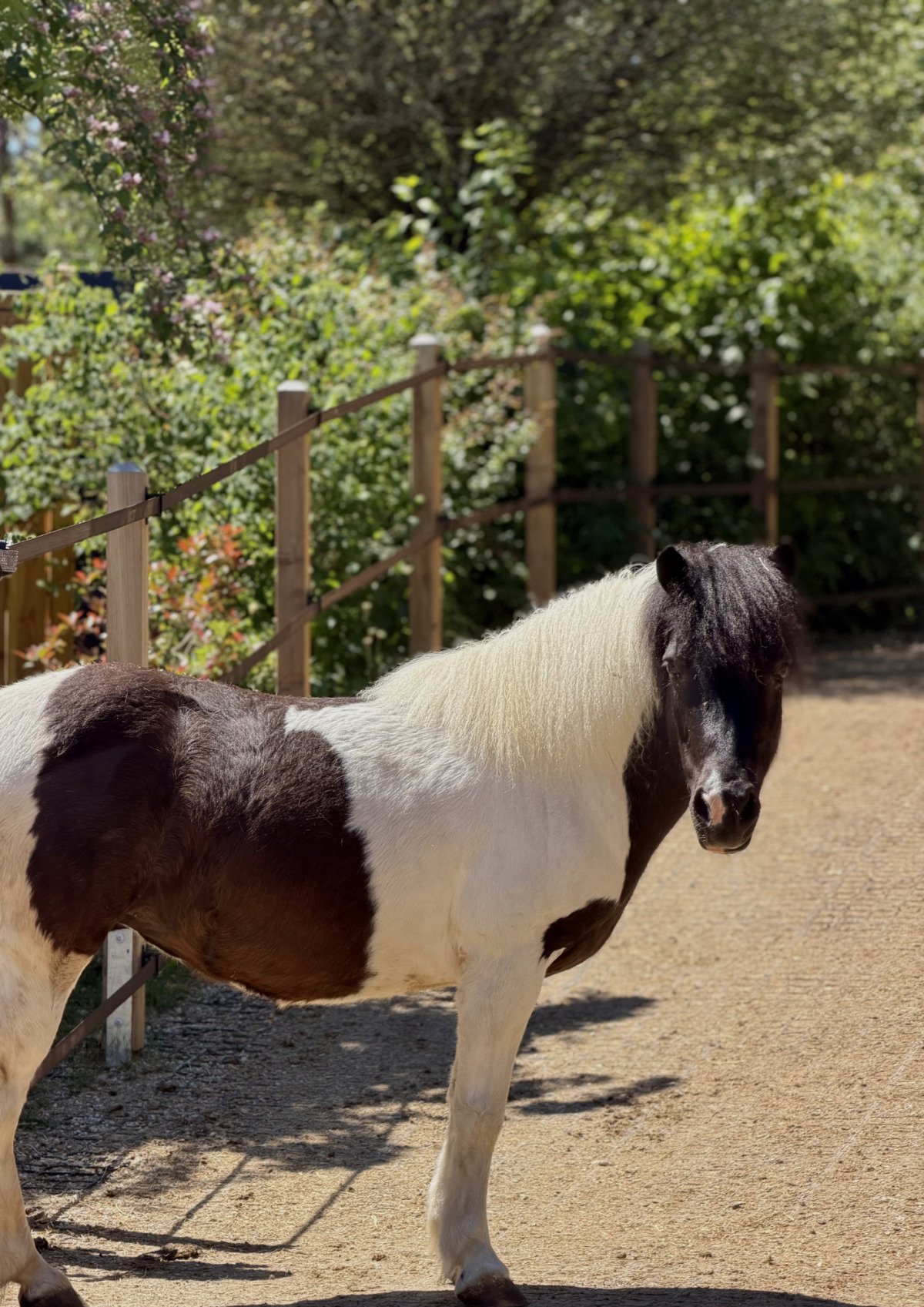 Blümchen unser Pony
