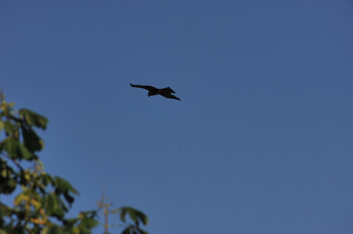 DSC_3207.JPG