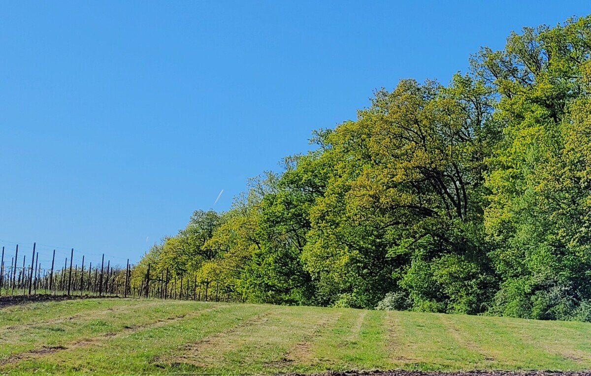 Stellplatz Roter Berg.jpg
