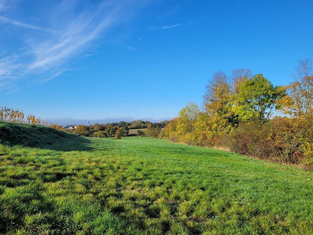 Stellplatz auf der Wiese.jpg