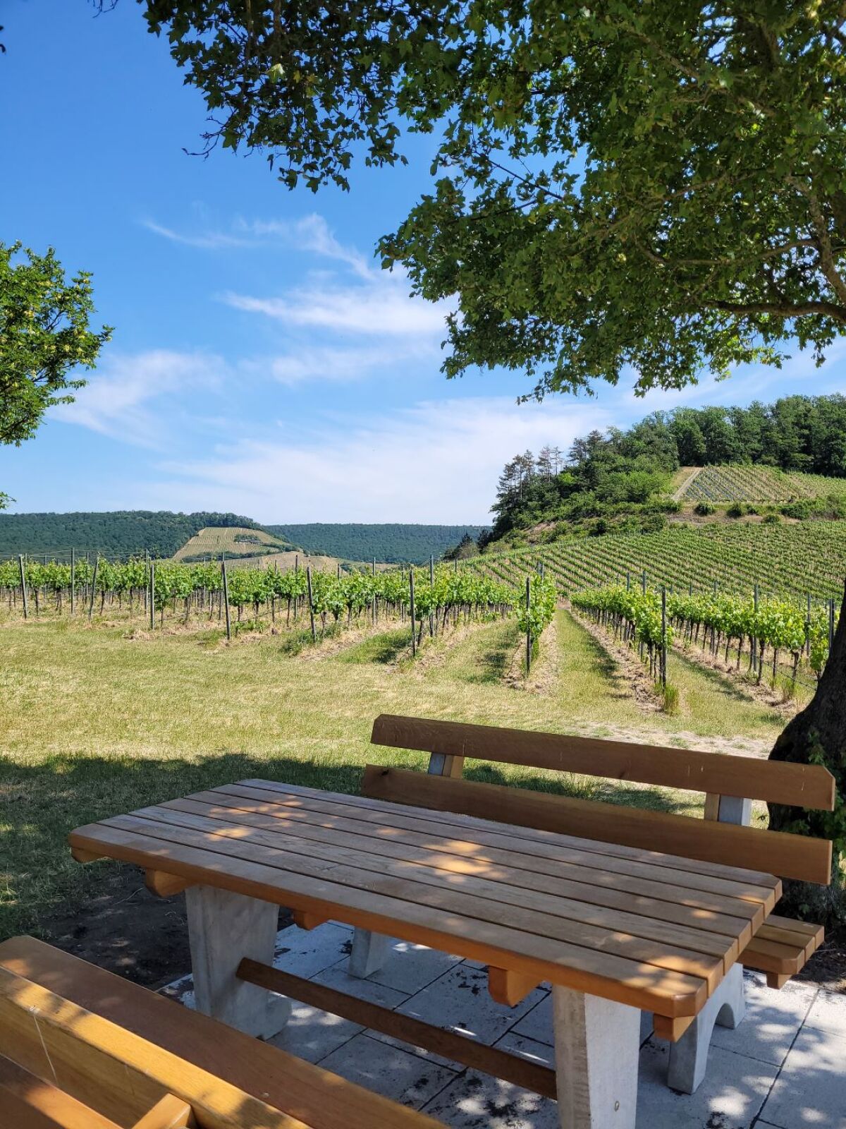In den Weinbergen3.jpg