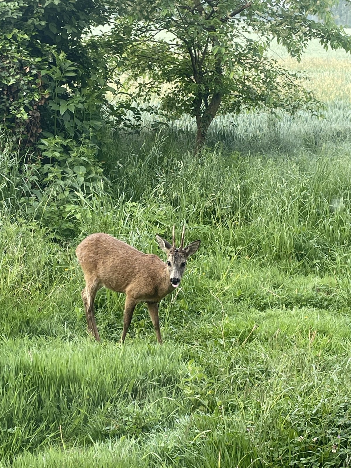IMG_0719.jpeg