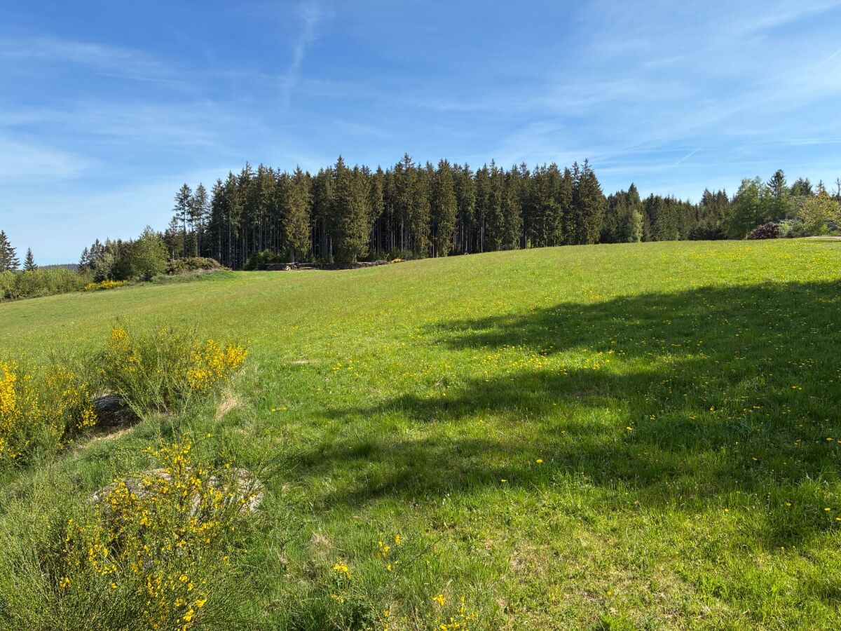 Wald.jpg