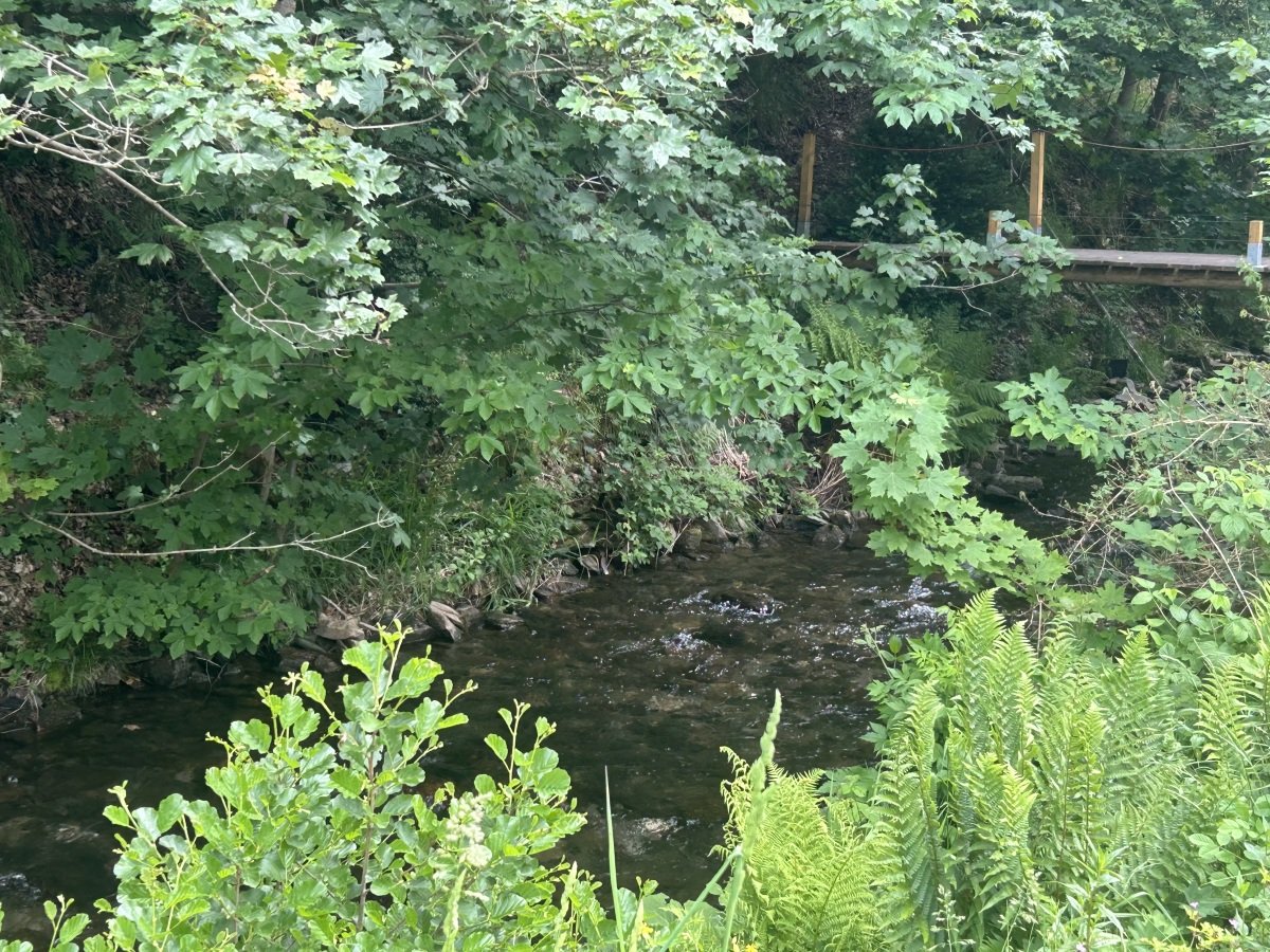 IMG_4528.jpeg