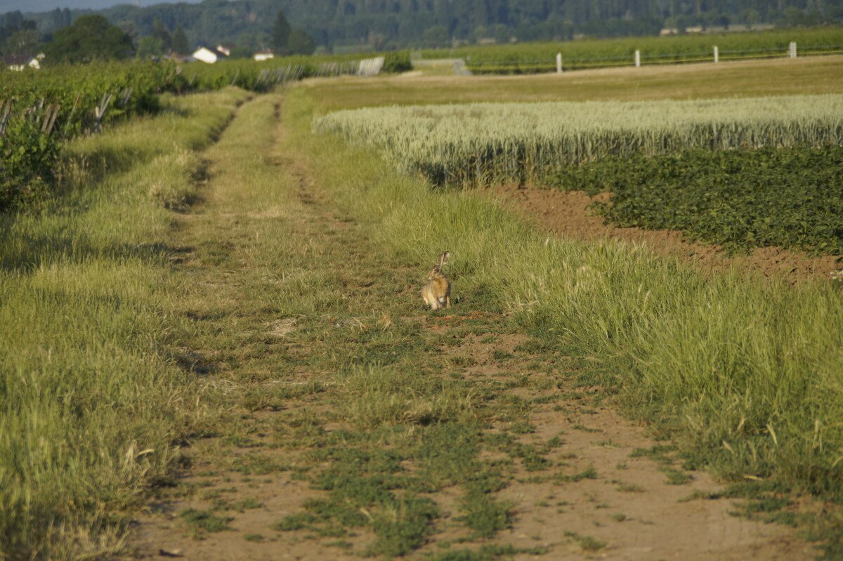 _DSC8278.JPG