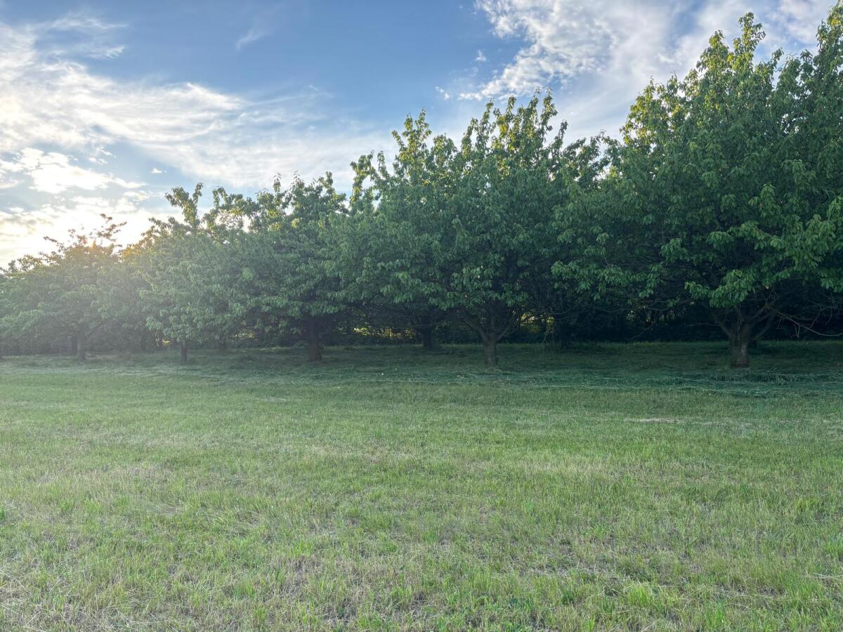 Kirschgarten Blick Richtung Nord-West.jpeg