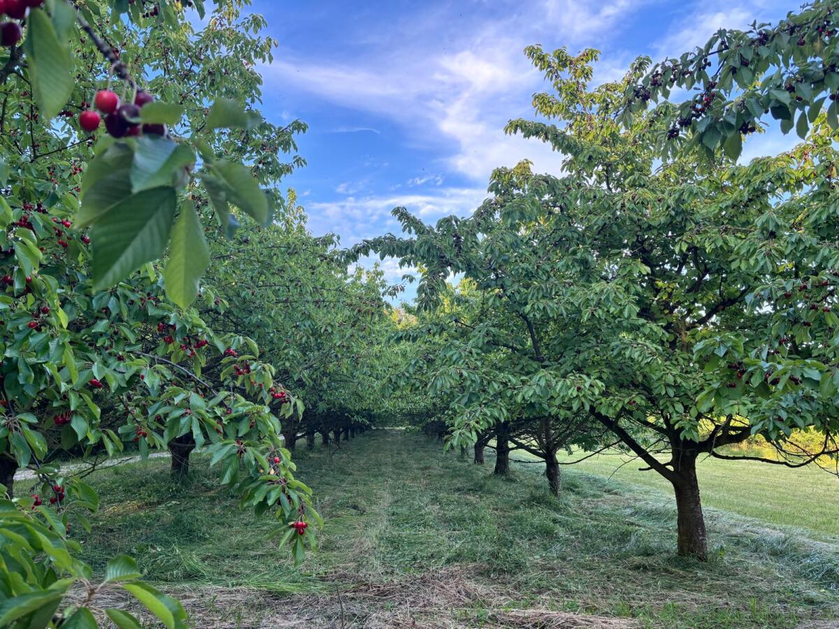 Kirschgarten Blick Richtung Osten 2.jpeg
