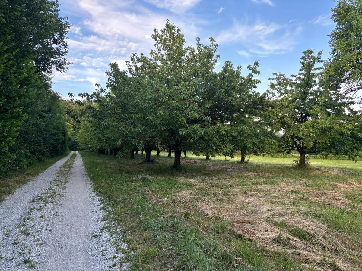 Kirschgarten Blick Richtung Osten mit Weg.jpeg