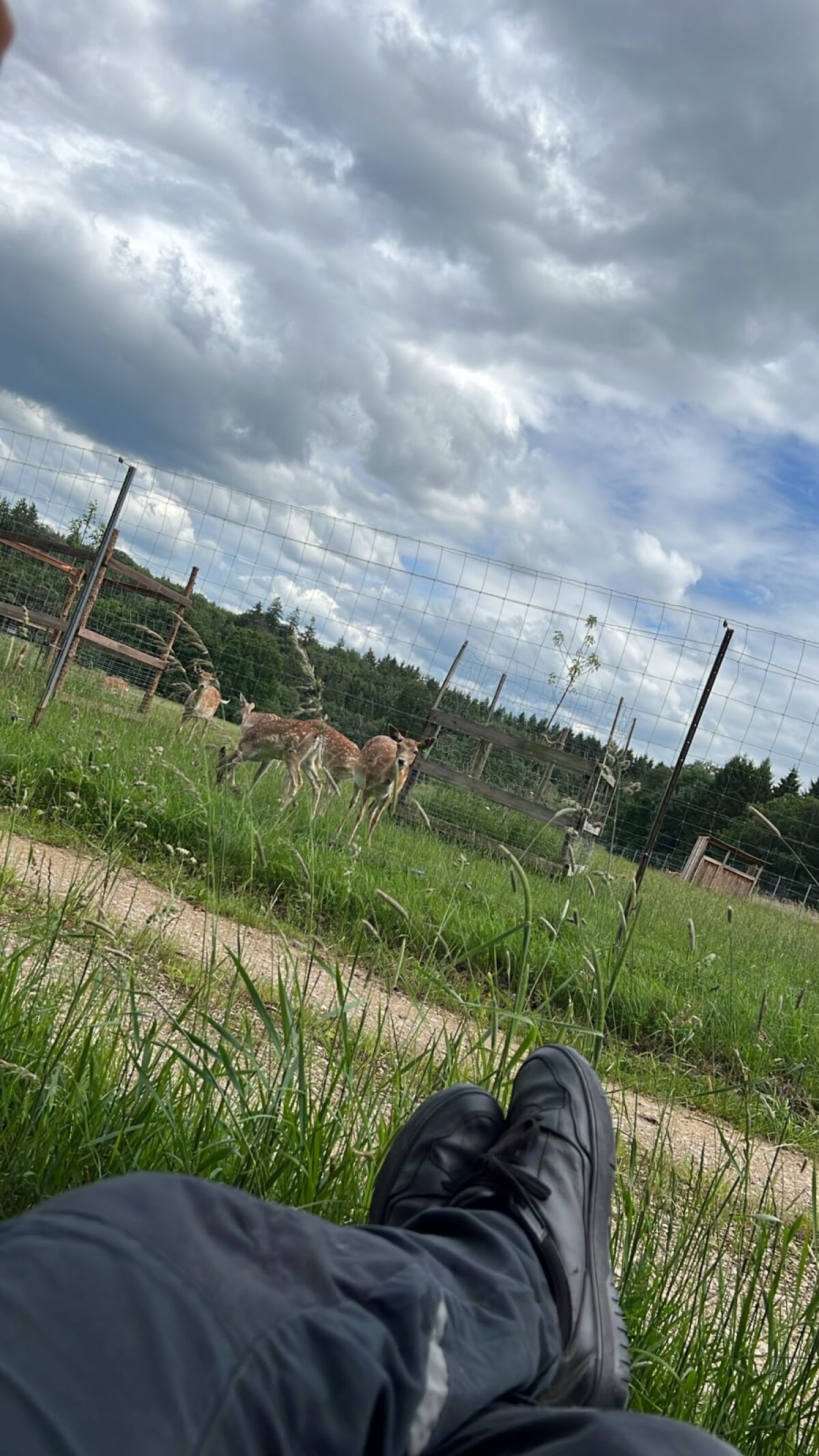 Damwild