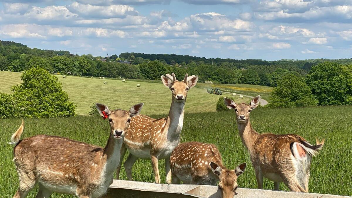 Damwild