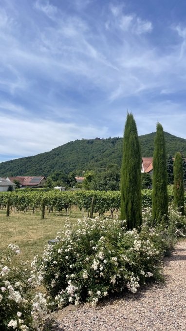 Genießen Sie den Ausblick auf die Madenburg und die Weinberge der Südpfalz