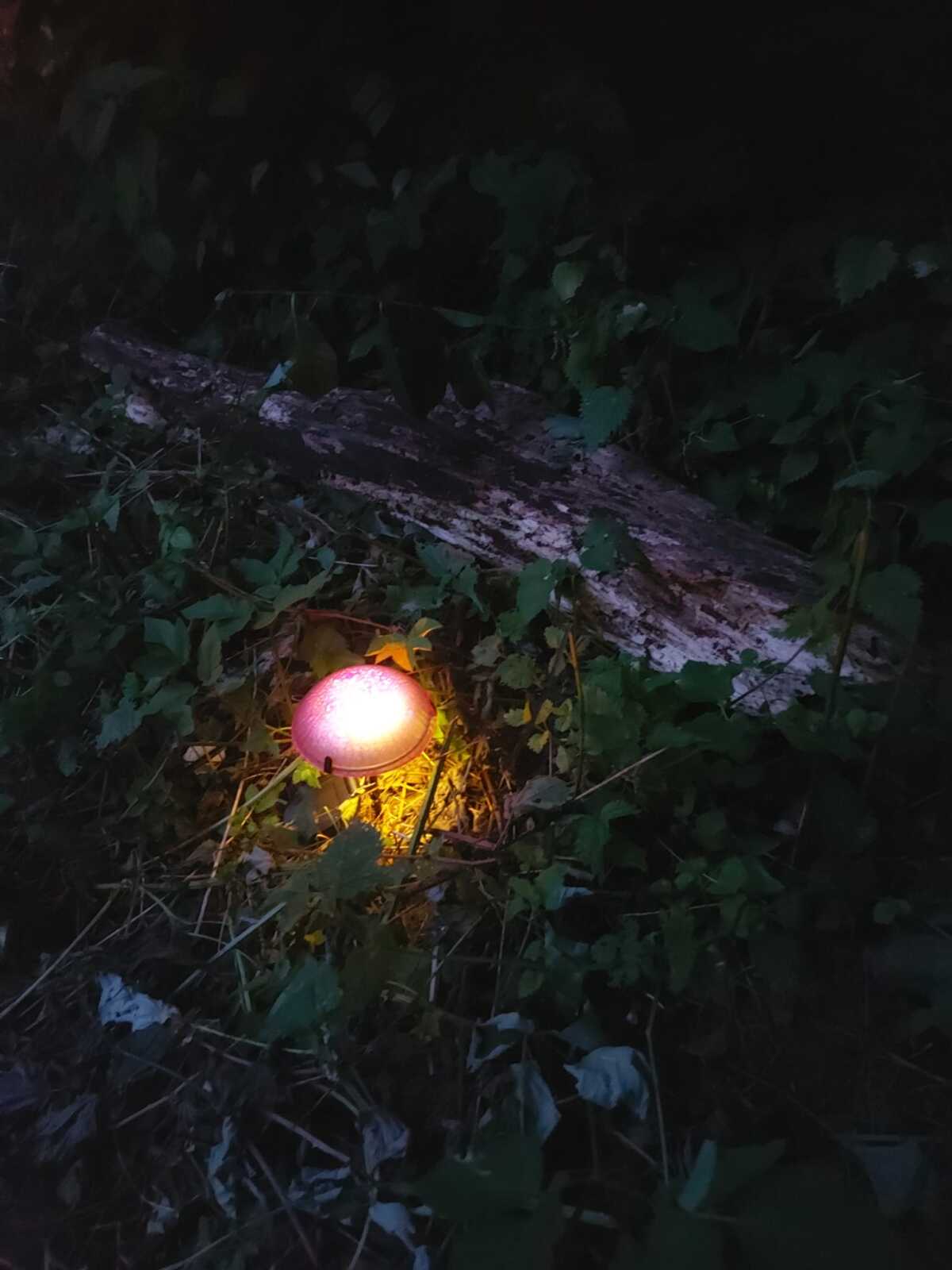 Solar Pilz vor morschem Holz Dunkelheit.jpeg