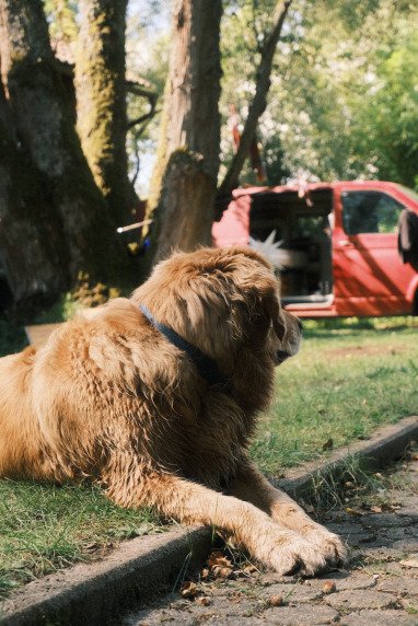 Dogs Welcome