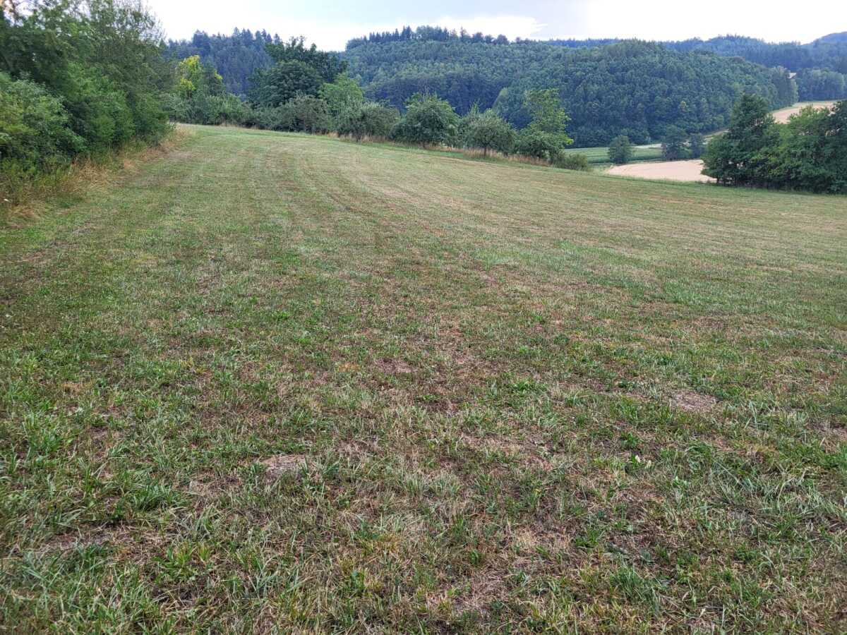 Talblick Wald 2.jpeg