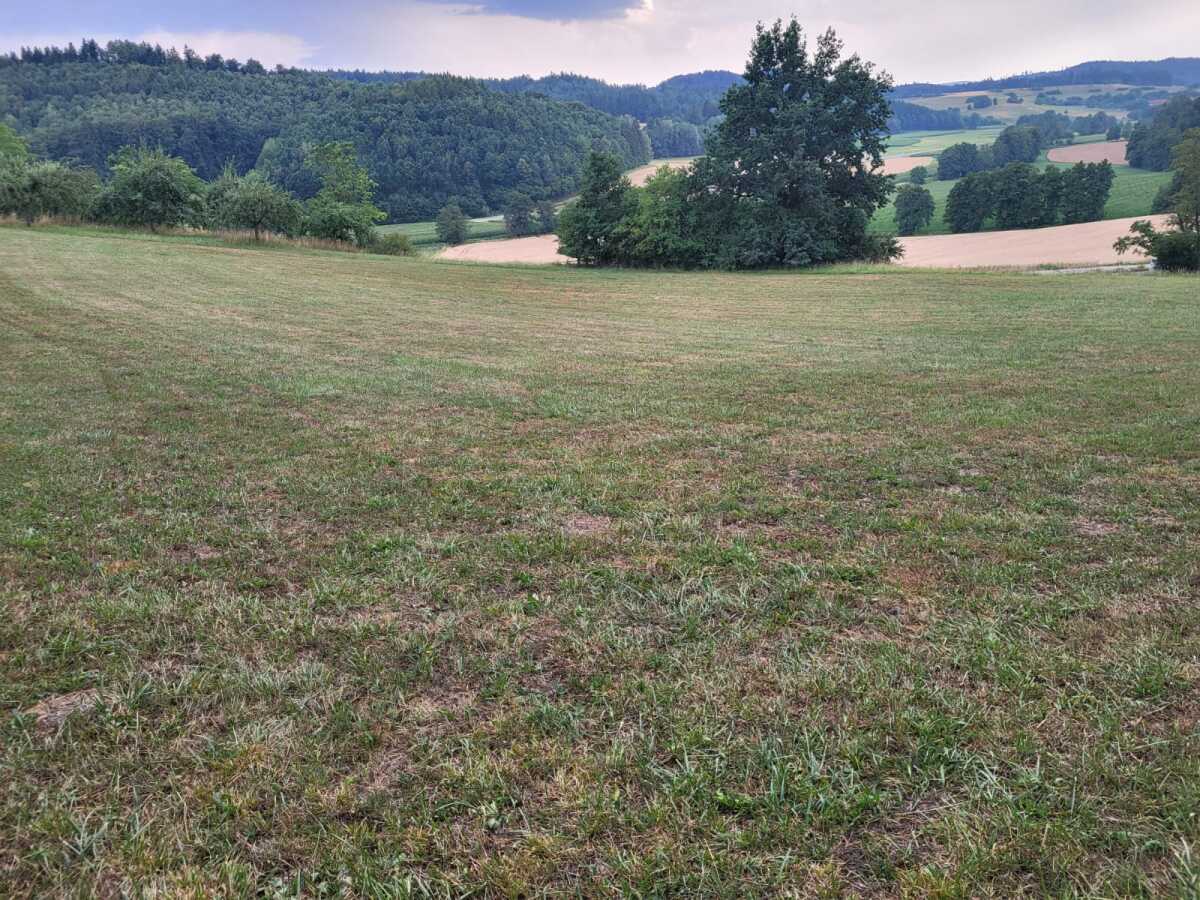 Talblick Wald.jpeg