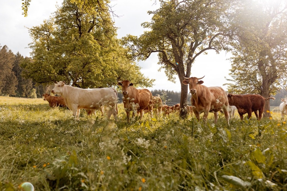 Unsere Mutterkuhherde