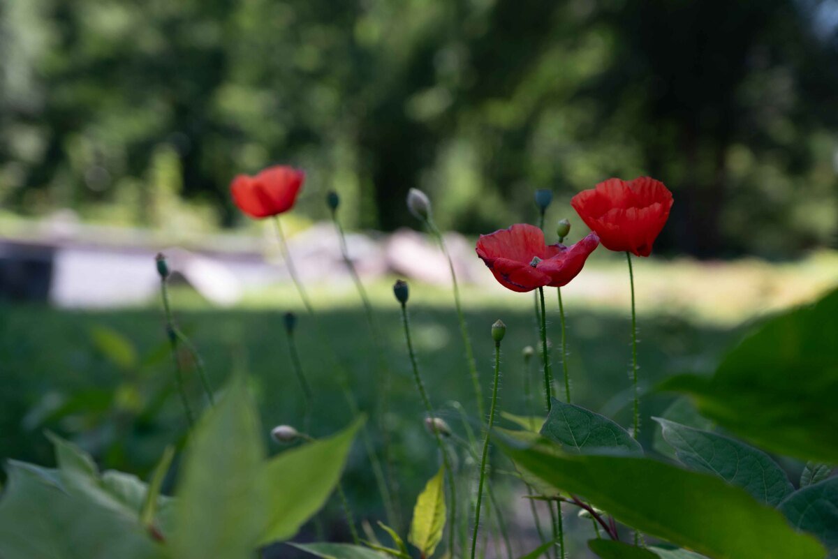 DSC_8162.jpg