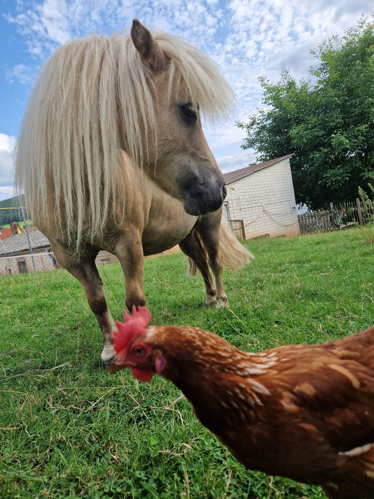 Pferde