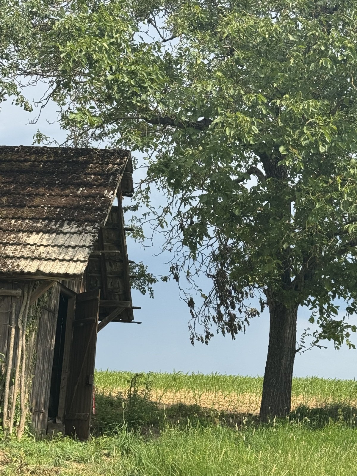IMG_2254.jpeg