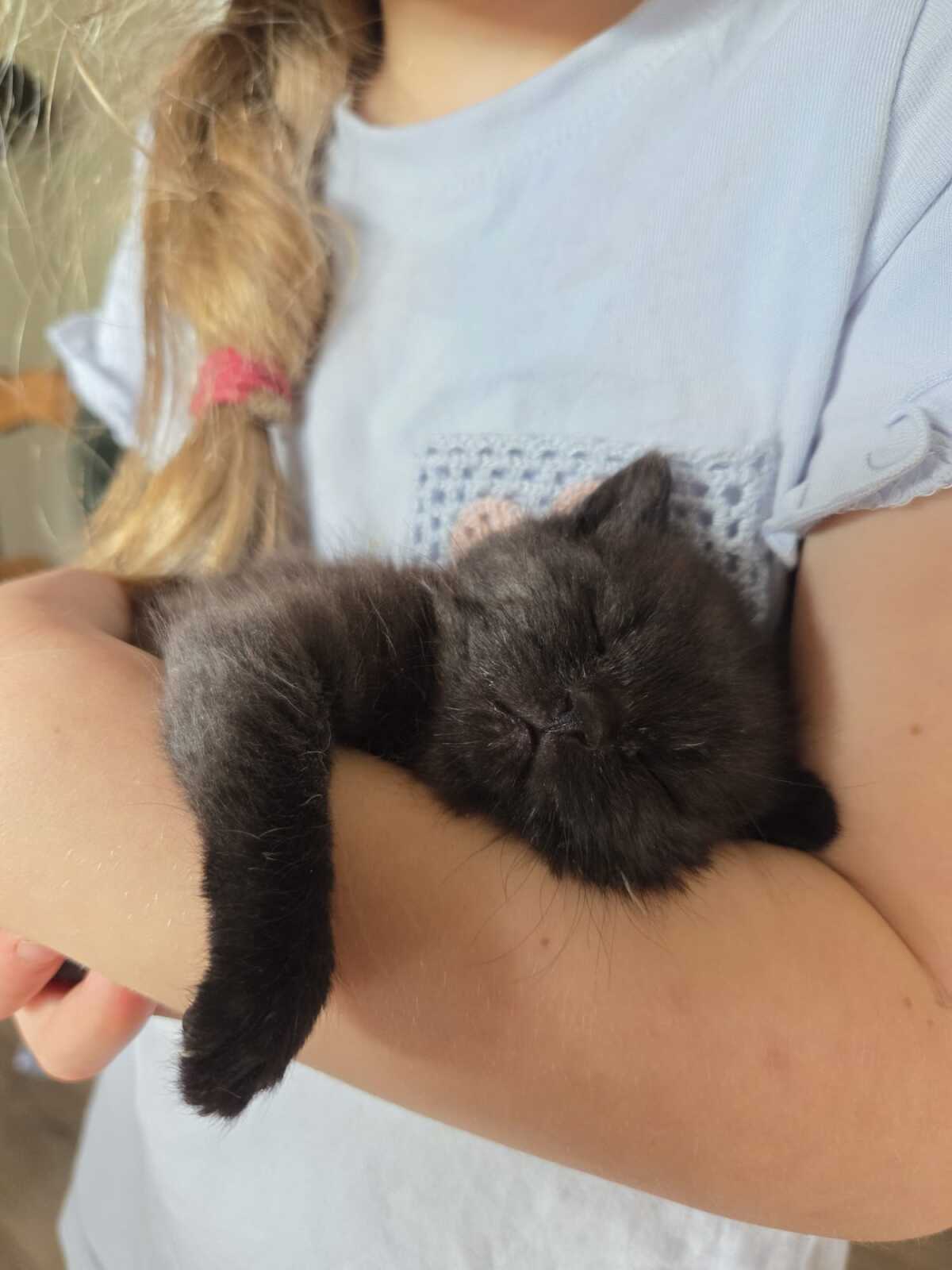 Babykatzen