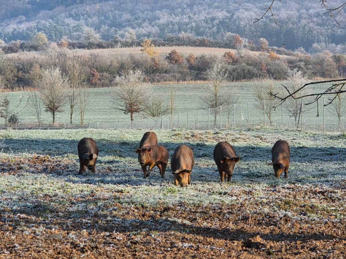 Weideschweine